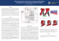 Muscle interaction in the context of muscle deformation
modelling by a Position Based Dynamics method